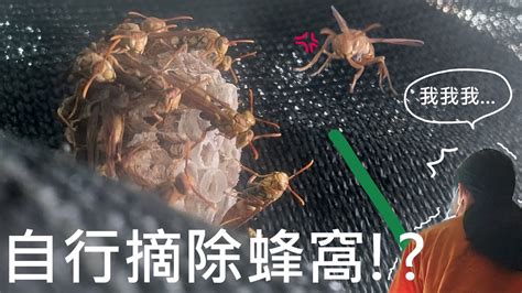 房子有蜂窩|蜂窩驚魂！自保必看